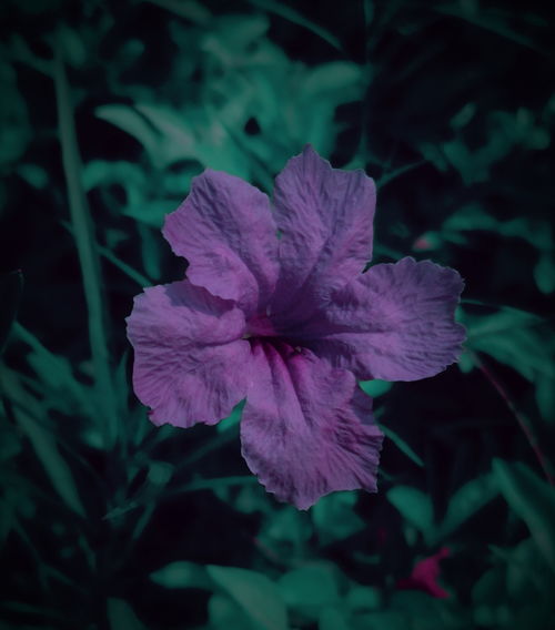 华为手机怎么拍摄花草