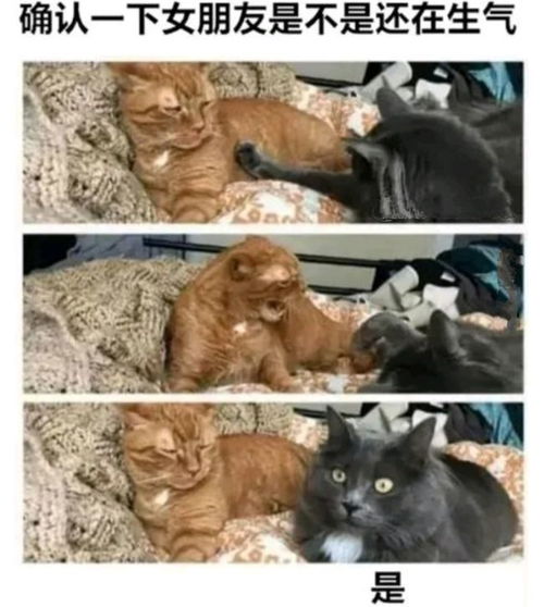 沙雕猫自驾游攻略游戏 VS 管亥游戏攻略