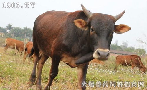 内蒙大叔见面礼出手就是1头牛3只羊